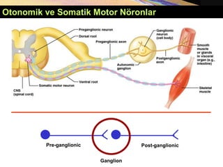 Otonomik ve Somatik Motor Nöronlar
Pre-ganglionic
Ganglion
Post-ganglionic
 