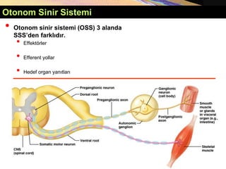 Copyright © 2005 Pearson Education, Inc., publishing as Benjamin Cummings
Otonom Sinir Sistemi
• Otonom sinir sistemi (OSS) 3 alanda
SSS’den farklıdır.
• Effektörler
• Efferent yollar
• Hedef organ yanıtları
 