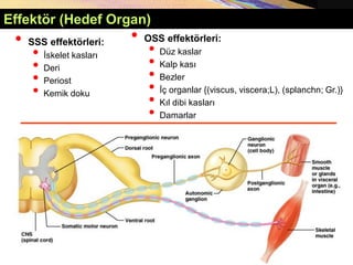 Copyright © 2005 Pearson Education, Inc., publishing as Benjamin Cummings
• SSS effektörleri:
• İskelet kasları
• Deri
• Periost
• Kemik doku
• OSS effektörleri:
• Düz kaslar
• Kalp kası
• Bezler
• İç organlar {(viscus, viscera;L), (splanchn; Gr.)}
• Kıl dibi kasları
• Damarlar
Effektör (Hedef Organ)
 