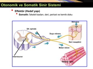 Otonomik ve Somatik Sinir Sistemi
• Effektör (Hedef yapı)
• Somatik: İskelet kasları, deri, periost ve kemik doku
Interneuron
Gll. spinale
Motor nöron
Duyu nöronu
Deri reseptörü
Stimulus
Effektör (kas)
 