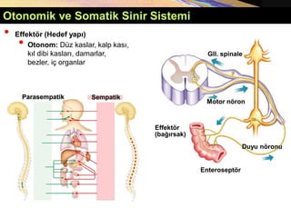 Copyright © 2005 Pearson Education, Inc., publishing as Benjamin Cummings
• Effektör (Hedef yapı)
• Otonom: Düz kaslar, kalp kası,
kıl dibi kasları, damarlar,
bezler, iç organlar
Gll. spinale
Motor nöron
Duyu nöronu
Enteroseptör
Effektör
(bağırsak)
Sempatik
Parasempatik
Otonomik ve Somatik Sinir Sistemi
 