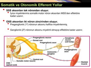Copyright © 2005 Pearson Education, Inc., publishing as Benjamin Cummings
• SSS aksonları tek nörondan oluşur.
• İyice miyelinlenmis somatik motor nöron aksonları MSS’den effektöre
kadar uzanır.
• OSS aksonları iki nöron zincirinden oluşur.
• Preganglionik (10) nöronun aksonu hafifce miyelinlenmiş.
• Ganglionik (20) nöronun aksonu miyelinli olmayıp effektöre kadar uzanır.
Somatik ve Otonomik Efferent Yollar
 