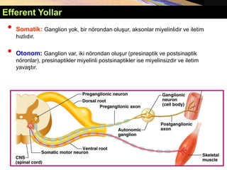 Copyright © 2005 Pearson Education, Inc., publishing as Benjamin Cummings
Somatik ve Otonom Sinir Sistemi
• Somatik: Ganglion yok, bir nörondan oluşur, aksonlar miyelinlidir ve iletim
hızlıdır.
• Otonom: Ganglion var, iki nörondan oluşur (presinaptik ve postsinaptik
nöronlar), presinaptikler miyelinli postsinaptikler ise miyelinsizdir ve iletim
yavaştır.
Efferent Yollar
 