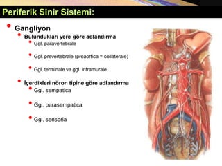 Copyright © 2005 Pearson Education, Inc., publishing as Benjamin Cummings
Periferik Sinir Sistemi:
• Gangliyon
• Bulundukları yere göre adlandırma
• Ggl. paravertebrale
• Ggl. prevertebrale (preaortica = collaterale)
• Ggl. terminale ve ggl. intramurale
• İçerdikleri nöron tipine göre adlandırma
•Ggl. sempatica
•Ggl. parasempatica
•Ggl. sensoria
 