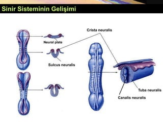 Copyright © 2005 Pearson Education, Inc., publishing as Benjamin Cummings
Sinir Sisteminin Gelişimi
Canalis neuralis
Crista neuralis
Tuba neuralis
Sulcus neuralis
 
