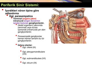 Copyright © 2005 Pearson Education, Inc., publishing as Benjamin Cummings
• İçerdikleri nöron tipine göre
adlandırma
• Ggl. parasempatica
• Terminal (organa yakın)
intramural (organ duvarının
içinde) bulunan gangliyonlardır.
• Hedef organların yakınında
(terminal) veya duvarı
içerisinde (intramural) yer alan
gangliyonlardır.
• Parasempatik gangliyonlar
hemen hemen tamamı bu tür
gangliyonlardır.
• İstisna olanlar:
• Ggl. ciliare (III)
• Ggl. pterygomandibulare
(VII)
• Ggl. submandibulare (VII)
• Ggl. oticum (IX)
Periferik Sinir Sistemi:
 