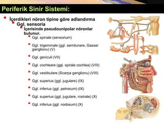 Copyright © 2005 Pearson Education, Inc., publishing as Benjamin Cummings
• İçerdikleri nöron tipine göre adlandırma
• Ggl. sensoria
•İçerisinde pseudounipolar nöronlar
bulunur.
• Ggl. spinale (sensorium)
• Ggl. trigeminale (ggl. semilunare, Gasser
ganglionu) (V)
• Ggl. geniculi (VII)
• Ggl. cochleare (ggl. spirale cochlea) (VIII)
• Ggl. vestibulare (Scarpa ganglionu) (VIII)
• Ggl. superius (ggl. jugulare) (IX)
• Ggl. inferius (ggl. petrosum) (IX)
• Ggl. superius (ggl. jugulare, rostrale) (X)
• Ggl. inferius (ggl. nodosum) (X)
Periferik Sinir Sistemi:
 
