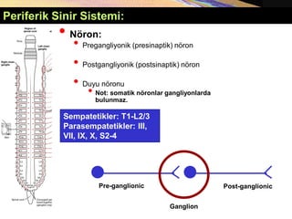 • Nöron:
• Pregangliyonik (presinaptik) nöron
• Postgangliyonik (postsinaptik) nöron
• Duyu nöronu
• Not: somatik nöronlar gangliyonlarda
bulunmaz.
Pre-ganglionic
Ganglion
Post-ganglionic
Sempatetikler: T1-L2/3
Parasempatetikler: III,
VII, IX, X, S2-4
Periferik Sinir Sistemi:
 