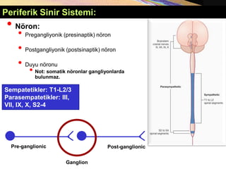 • Nöron:
• Pregangliyonik (presinaptik) nöron
• Postgangliyonik (postsinaptik) nöron
• Duyu nöronu
• Not: somatik nöronlar gangliyonlarda
bulunmaz.
Pre-ganglionic
Ganglion
Post-ganglionic
Sempatetikler: T1-L2/3
Parasempatetikler: III,
VII, IX, X, S2-4
Periferik Sinir Sistemi:
 