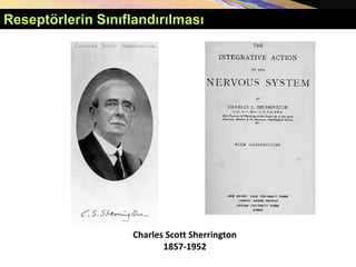Charles Scott Sherrington
1857-1952
Reseptörlerin Sınıflandırılması
 
