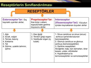 Copyright © 2005 Pearson Education, Inc., publishing as Benjamin Cummings
Reseptörlerin Sınıflandırılması
RESEPTÖRLER
Exteroceptor’lar: Dış
kaynaklı uyarıları alırlar.
Proprioceptor’lar:
Kas kirişi v eklem
kapsülündeki gerilme
duyusunu alırlar.
Interoceptor
(Visseroceptor’lar): Vücudun
içinden kaynaklanan duyuları alırlar
1. Ağrı
2. Sıcak, soğuk
3. Temas, basınç
4. Koklama
5. Tat
6. Görme, uzaklık tahmini,
işitme
1. Kas iğçiği
2. Tendon golgi organı
3. Vestibular organ (iç
kulak)
1. Sinus caroticus ve sinus (arcus)
aorticus içerisinde bulunan
baroreseptörler.
2. Glomus caroticus ve glomus
aorticus (kemoreseptörler)
3. Gerilme reseptörleri:
Akciğerler, kalp, kan damarları, idrar
kesesi, ureter, sifinkterler
4. Hypothalamus’ta
termoreseptörler ve ozmoreseptörler
 