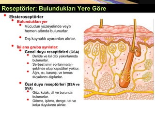 Reseptörler: Bulundukları Yere Göre
• Eksteroseptörler
• Bulundukları yer
• Vücudun yüzeyelinde veya
hemen altında bulunurlar.
• Dış kaynaklı uyaranları alırlar.
• İki ana gruba ayrılırlar:
• Genel duyu reseptörleri (GSA)
• Deride ve kıl dibi yakınlarında
bulunurlar.
• Serbest sinir sonlanmaları
şeklinde olup kapsülleri yoktur.
• Ağrı, ısı, basınç, ve temas
duyularını algılarlar.
• Özel duyu reseptörleri (SSA ve
SVA)
• Göz, kulak, dil ve burunda
bulunurlar.
• Görme, işitme, denge, tat ve
koku duyularını alırlar.
 