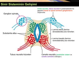 Copyright © 2005 Pearson Education, Inc., publishing as Benjamin Cummings
Canalis neuralis (ventriküler sistem ve
canalis centralis’e dönüşür.)
Crista neuralis, tubus neuralis’in posterolateralis’ine
geçerek kranial ve spinal sinirlerin ganglionlarını
oluştururlar.
Tubus neuralis hücreleri
Substantia alba
Lamina alaris (lamina
dorsolateralis) ara nöronları
Lamina basalis (lamina
ventrolateralis) ara nöronları
Ganglion spinale
Sinir Sisteminin Gelişimi
 