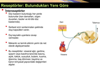• İnteroseptörler
• Düz kasların bulunduğu her yerde
bulunurlar (kan damarları, organ
duvarları, bezler ve kil dibi düz
kaslarında).
• Serbest sinir sonlanmaları şeklinde
olup kapsülleri vardır.
• Dış kaynaklı uyarılara cevap
vermezler.
• Mekanik ve termik etkinin yerini de net
olarak algılayamazlar.
• Bu reseptörler: visseral ağrı; gerilme,
spazm veya kasılma tarzında basınç,
açlık, tokluk, susuzluk, bulantı, kusma,
iğrenme, baş dönmesi, bayılma ve
kanın kimyasal yapısındaki değişimleri
algılar.
Vissera
Deri Talamus
Reseptörler: Bulundukları Yere Göre
 