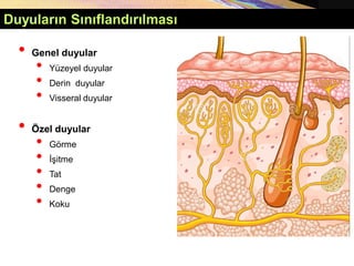 • Genel duyular
• Yüzeyel duyular
• Derin duyular
• Visseral duyular
• Özel duyular
• Görme
• İşitme
• Tat
• Denge
• Koku
Duyuların Sınıflandırılması
 