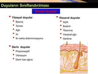 • Yüzeyel duyular
• Basınç
• Temas
• Ağrı
• Isı
• İki nokta diskriminasyonu
• Derin duyular
• Proprioseptif
• Vibrasyon
• Derin kas ağrısı
Duyuların Sınıflandırılması
• Visseral duyular
• Açlık
• Bulantı
• Tiksinme
• Visseral ağrı
• Gerilme
Genel duyular
 