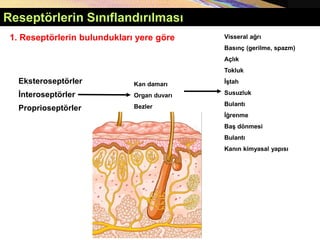 Eksteroseptörler
İnteroseptörler
Proprioseptörler
Kan damarı
Organ duvarı
Bezler
Visseral ağrı
Basınç (gerilme, spazm)
Açlık
Tokluk
İştah
Susuzluk
Bulantı
İğrenme
Baş dönmesi
Bulantı
Kanın kimyasal yapısı
1. Reseptörlerin bulundukları yere göre
Reseptörlerin Sınıflandırılması
 