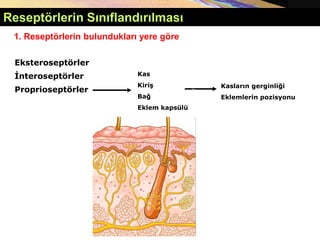 Eksteroseptörler
İnteroseptörler
Proprioseptörler
Kas
Kiriş
Bağ
Eklem kapsülü
Kasların gerginliği
Eklemlerin pozisyonu
1. Reseptörlerin bulundukları yere göre
Reseptörlerin Sınıflandırılması
 