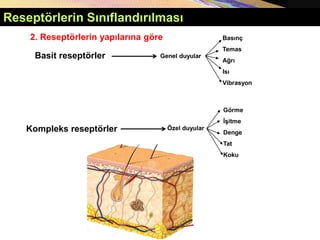 Basit reseptörler Genel duyular
Özel duyular
Basınç
Temas
Ağrı
Isı
Vibrasyon
Görme
İşitme
Denge
Tat
Koku
2. Reseptörlerin yapılarına göre
Reseptörlerin Sınıflandırılması
Kompleks reseptörler
 