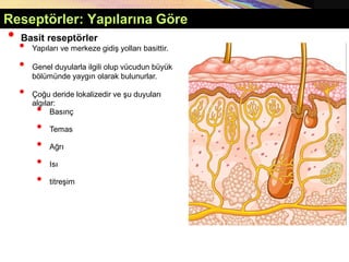 • Basit reseptörler
• Yapıları ve merkeze gidiş yolları basittir.
• Genel duyularla ilgili olup vücudun büyük
bölümünde yaygın olarak bulunurlar.
• Çoğu deride lokalizedir ve şu duyuları
algılar:
• Basınç
• Temas
• Ağrı
• Isı
• titreşim
Reseptörler: Yapılarına Göre
 