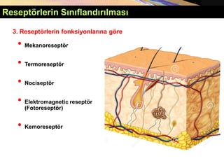• Mekanoreseptör
• Termoreseptör
• Nociseptör
• Elektromagnetic reseptör
(Fotoreseptör)
• Kemoreseptör
3. Reseptörlerin fonksiyonlarına göre
Reseptörlerin Sınıflandırılması
 