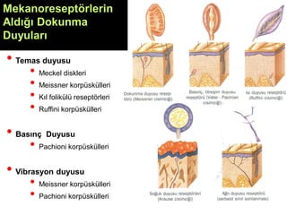• Temas duyusu
• Meckel diskleri
• Meissner korpüskülleri
• Kıl folikülü reseptörleri
• Ruffini korpüskülleri
• Basınç Duyusu
• Pachioni korpüskülleri
• Vibrasyon duyusu
• Meissner korpüskülleri
• Pachioni korpüskülleri
Mekanoreseptörlerin
Aldığı Dokunma
Duyuları
 