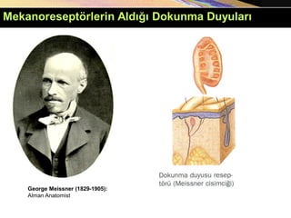 George Meissner (1829-1905):
Alman Anatomist
Mekanoreseptörlerin Aldığı Dokunma Duyuları
 