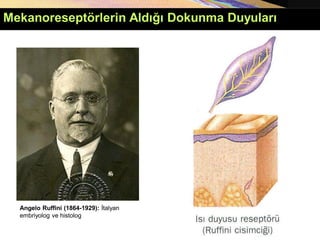 Angelo Ruffini (1864-1929): İtalyan
embriyolog ve histolog
Mekanoreseptörlerin Aldığı Dokunma Duyuları
 