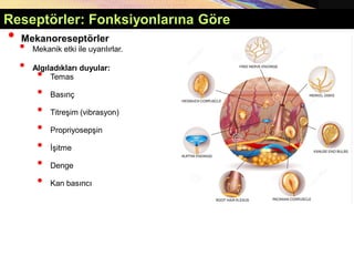 • Mekanoreseptörler
• Mekanik etki ile uyarılırlar.
• Algıladıkları duyular:
• Temas
• Basınç
• Titreşim (vibrasyon)
• Propriyosepşin
• İşitme
• Denge
• Kan basıncı
Reseptörler: Fonksiyonlarına Göre
 