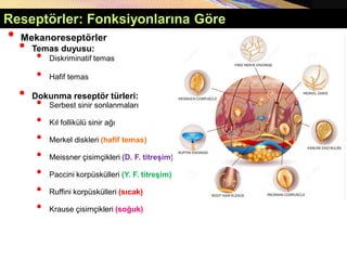 • Mekanoreseptörler
• Temas duyusu:
• Diskriminatif temas
• Hafif temas
• Dokunma reseptör türleri:
• Serbest sinir sonlanmaları
• Kıl follikülü sinir ağı
• Merkel diskleri (hafif temas)
• Meissner çisimçikleri (D. F. titreşim)
• Paccini korpüskülleri (Y. F. titreşim)
• Ruffini korpüskülleri (sıcak)
• Krause çisimçikleri (soğuk)
Reseptörler: Fonksiyonlarına Göre
 