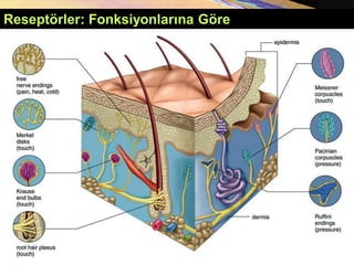 Reseptörler: Fonksiyonlarına Göre
 