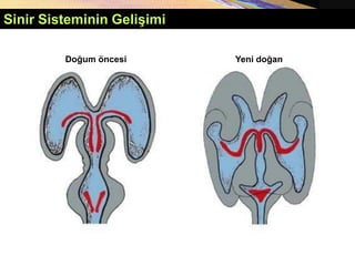 Copyright © 2005 Pearson Education, Inc., publishing as Benjamin Cummings
Yeni doğan
Doğum öncesi
Sinir Sisteminin Gelişimi
 