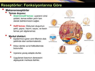 • Mekanoreseptörler
• Temas duyusu:
• Diskriminatif temas: uyaranın cinsi,
şiddeti, temas edilen yerin tam
olarak belirlenmesini sağlar.
• Hafif temas: Dokunan oluşumun
şekli, yapısı, hacmi, sayısı, ve kesin
temas yeri algılanamaz.
• Merkel diskleri:
• Epidermis’e giren sinir liflerinin disk
şeklinde olan sonlanmalarıdır.
• Kılsız deride ve kıl folliküllerinde
bulunurlar.
• Uyarana yavaş adapte olurlar.
• Uygulanan basıncın derecesini
algılayarak merkeze iletirler.
Reseptörler: Fonksiyonlarına Göre
 