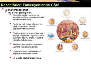 • Mekanoreseptörler
• Meissner çisimçikleri:
• Bağ dokusundan oluşmuş bir
kapsülle sarılmış yumurta şeklinde
sinir sonlanmalarıdır.
• Başta parmak uçları, el ayası ve
ayak tabanındaki derinin
papillalarında bulunurlar.
• Bunların yanında; meme başı, göz
kapağı, dış genital organların derisi,
dudaklar, dil uçu, clitoris, ve glans
penis’te de bulunurlar.
• Temasa karşı çok hassastırlar ve
uyarana hızlı adapte olurlar.
• Uygulanan basıncın derecesini
algılayarak merkeze iletirler.
• İki nokta diskriminasyonu
Reseptörler: Fonksiyonlarına Göre
 