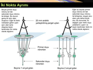 İki Nokta Ayrımı
Beyine 1 sinyal gider. Beyine 2 sinyal gider.
Eğer az sayıda primer
duyu nöronu bir tek
sekonder duyu nöronu
ile birleşirse, oluşan alıcı
alanı çok daha küçük
olur. Bu durumda; iki
değişik uyarı farklı duyu
yolaklarını uyarır ve
beyin tarafından farklı iki
nokta olarak algılanır.
20 mm aralıklı
yerleştirilmiş pergel uçları
Primer duyu
nöronları
Sekonder duyu
nöronları
Birçok primer duyu
nöronu bir tek
sekonder duyu nöronu
ile birleşir. Bu durum
geniş bir alıcı alan
oluşturur. Eğer iki farklı
noktadan gelen uyarı
aynı alan içine
düşerse beyin
tarafından bir nokta
olarak algılanır.
 