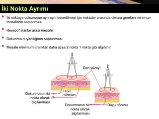 İki Nokta Ayrımı
• İki noktaya dokunuşun ayrı ayrı hissedilmesi için noktalar arasında olması gereken minimum
mesafenin saptanması
• Reseptif alanlar arası mesafe
• Dokunma duyarlılığının saptanması
• Mesafe minimum aralıktan daha azsa 2 nokta 1 nokta gibi algılanır
Deri yüzeyi
Duyu nöronu
Dokunmanın bir
nokta olarak
algılanması
Dokunmanın iki
nokta olarak
algılanması
Duyu
nöronları
 