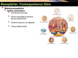 • Mekanoreseptörler
• Ruffini çisimçikleri:
• Kıllı deride bulunurlar.
• Derinin gerginliğine (devamlı
basınç) duyarlıdırlar.
• Sıcaklık duyusunu da algılarlar
• Yavaş adapte olurlar.
Reseptörler: Fonksiyonlarına Göre
 