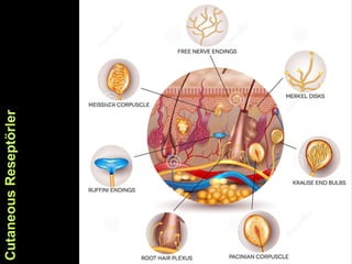 Cutaneous
Reseptörler
 