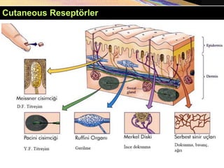 Copyright © 2005 Pearson Education, Inc., publishing as Benjamin Cummings
Cutaneous Reseptörler
 