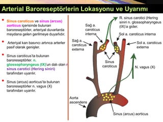 Arterial Baroreseptörlerin Lokasyonu ve Uyarımı
• Sinus caroticus ve sinus (arcus)
aorticus içerisinde bulunan
baroreseptörler, arteriyal duvarlarda
meydana gelen gerilmeye duyarlıdır.
• Arteriyal kan basıncı artınca arterler
pasif olarak genişler.
• Sinus caroticus’ta bulunan
baroreseptörler, n.
glossopharyngeus (IX)’un dalı olan r.
sinus carotici (Hering siniri)
tarafından uyarılır.
• Sinus (arcus) aorticus’ta bulunan
baroreseptörler n. vagus (X)
tarafından uyarılır.
N. vagus (X)
Sağ a.
caroticus
externa
R. sinus carotici (Hering
siniri n. glossopharyngeus
(IX)’a gider.
Aorta
ascendens
Sol a. caroticus
externa
Sinus
caroticus
Sağ a.
caroticus
interna Sol a. caroticus interna
Sinus (arcus) aorticus
 