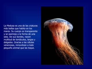 La Medusa es una de las criaturas más bellas que habita en los mares. Su cuerpo es transparente y se asemeja a la forma de una seta. De sus bordes, nacen multitud de tentáculos, largos y delgados. Gracias a las células venenosas, inmovilizan a todo pequeño animal que las toque. 