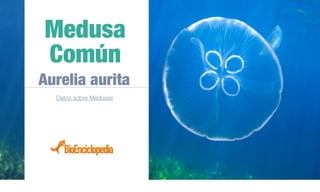Medusa
Común
Aurelia aurita
Datos sobre Medusas
 