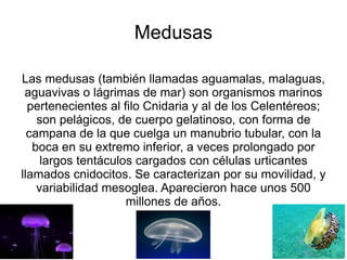 Medusas Las medusas (también llamadas aguamalas, malaguas, aguavivas o lágrimas de mar) son organismos marinos pertenecientes al filo Cnidaria y al de los Celentéreos; son pelágicos, de cuerpo gelatinoso, con forma de campana de la que cuelga un manubrio tubular, con la boca en su extremo inferior, a veces prolongado por largos tentáculos cargados con células urticantes llamados cnidocitos. Se caracterizan por su movilidad, y variabilidad mesoglea. Aparecieron hace unos 500 millones de años. 