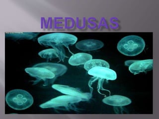 Medusas pre