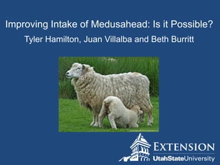 Improving Intake of Medusahead: Is it Possible?
Tyler Hamilton, Juan Villalba and Beth Burritt

 