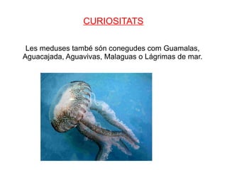 CURIOSITATS

 Les meduses també són conegudes com Guamalas,
Aguacajada, Aguavivas, Malaguas o Lágrimas de mar.
 