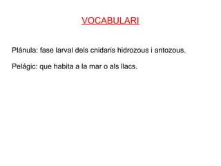 VOCABULARI


Plánula: fase larval dels cnidaris hidrozous i antozous.

Pelágic: que habita a la mar o als llacs.
 