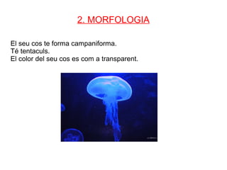 2. MORFOLOGIA

El seu cos te forma campaniforma.
Té tentaculs.
El color del seu cos es com a transparent.
 