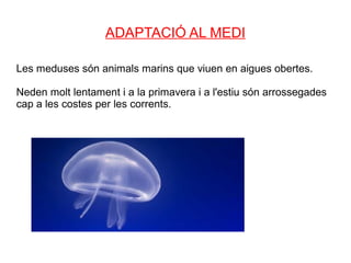 ADAPTACIÓ AL MEDI

Les meduses són animals marins que viuen en aigues obertes.

Neden molt lentament i a la primavera i a l'estiu són arrossegades
cap a les costes per les corrents.
 