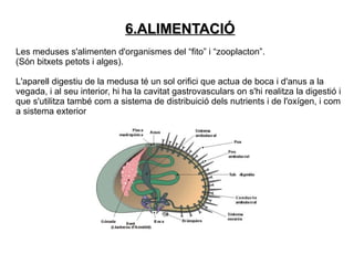 6.ALIMENTACIÓ
Les meduses s'alimenten d'organismes del “fito” i “zooplacton”.
(Són bitxets petots i alges).

L'aparell digestiu de la medusa té un sol orifici que actua de boca i d'anus a la
vegada, i al seu interior, hi ha la cavitat gastrovasculars on s'hi realitza la digestió i
que s'utilitza també com a sistema de distribuició dels nutrients i de l'oxígen, i com
a sistema exterior
 